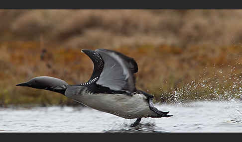 Prachttaucher (Gavia arctica)