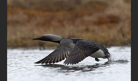 Prachttaucher (Gavia arctica)