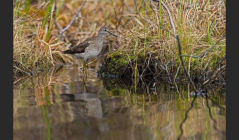 Bruchwasserläufer (Tringa glareola)