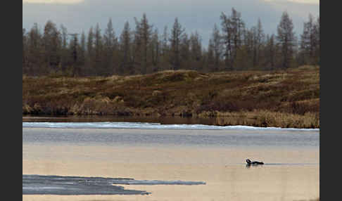 Prachttaucher (Gavia arctica)