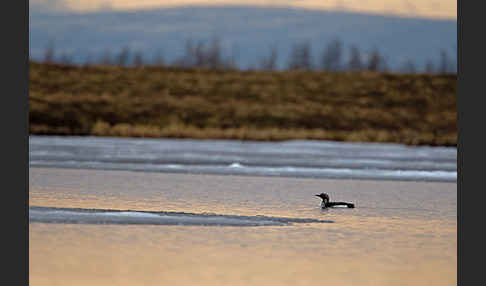 Prachttaucher (Gavia arctica)