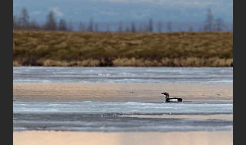 Prachttaucher (Gavia arctica)