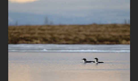 Prachttaucher (Gavia arctica)