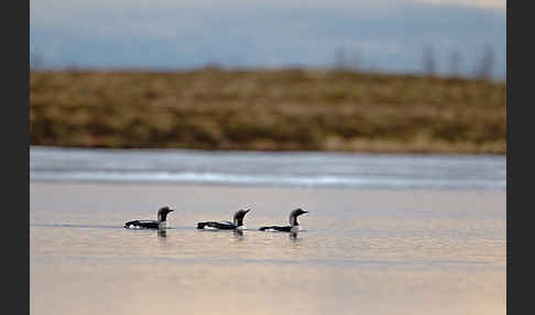 Prachttaucher (Gavia arctica)