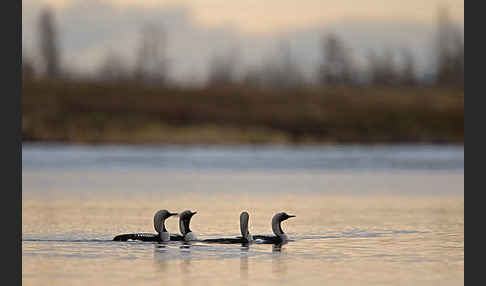 Prachttaucher (Gavia arctica)
