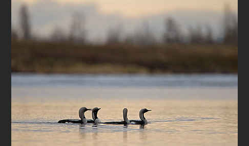Prachttaucher (Gavia arctica)