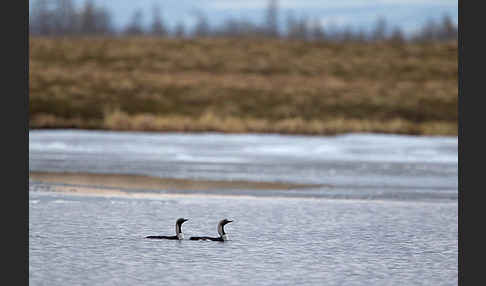 Prachttaucher (Gavia arctica)