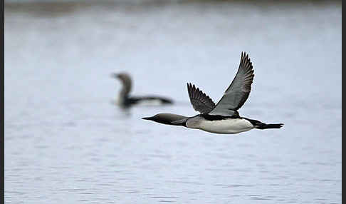 Prachttaucher (Gavia arctica)