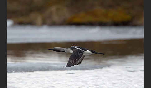 Prachttaucher (Gavia arctica)