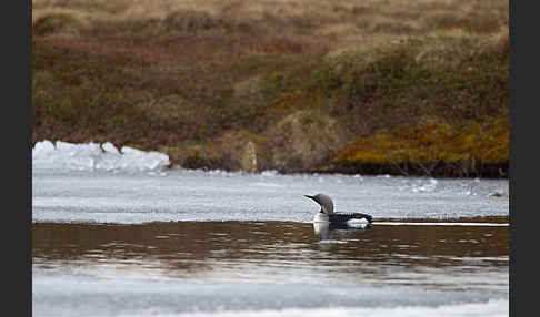 Prachttaucher (Gavia arctica)