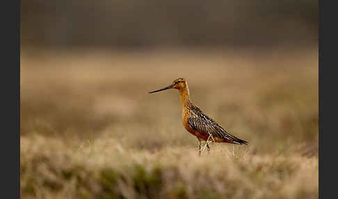 Pfuhlschnepfe (Limosa lapponica)