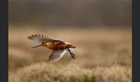 Pfuhlschnepfe (Limosa lapponica)