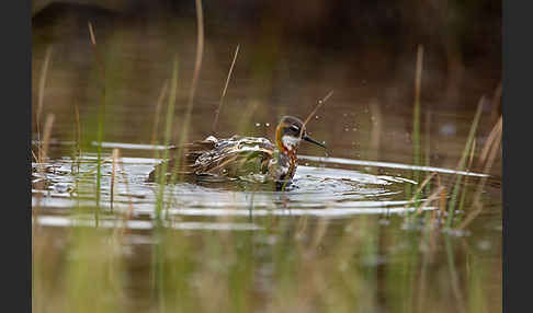 Odinshühnchen (Phalaropus lobatus)