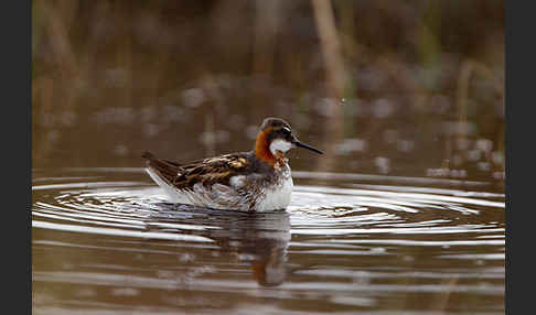 Odinshühnchen (Phalaropus lobatus)