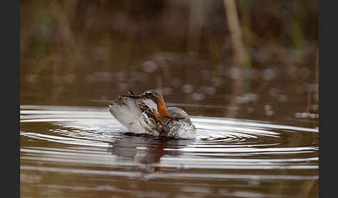 Odinshühnchen (Phalaropus lobatus)