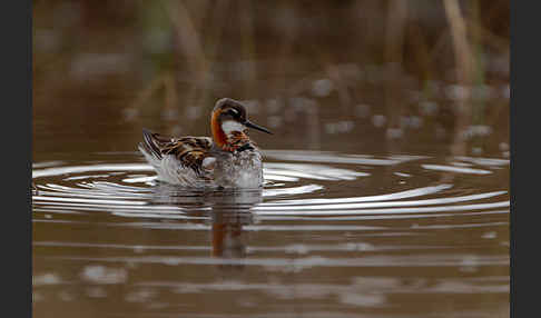 Odinshühnchen (Phalaropus lobatus)