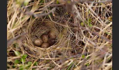 Rotkehlpieper (Anthus cervinus)