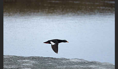 Samtente (Melanitta fusca)