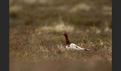 Moorschneehuhn (Lagopus lagopus)