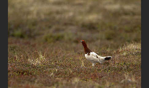 Moorschneehuhn (Lagopus lagopus)