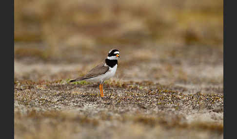 Sandregenpfeifer (Charadrius hiaticula)