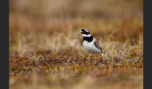 Sandregenpfeifer (Charadrius hiaticula)