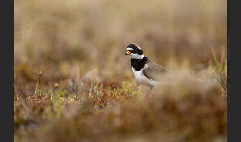 Sandregenpfeifer (Charadrius hiaticula)