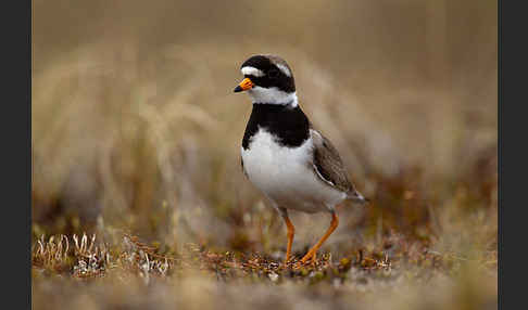 Sandregenpfeifer (Charadrius hiaticula)