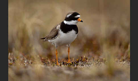 Sandregenpfeifer (Charadrius hiaticula)