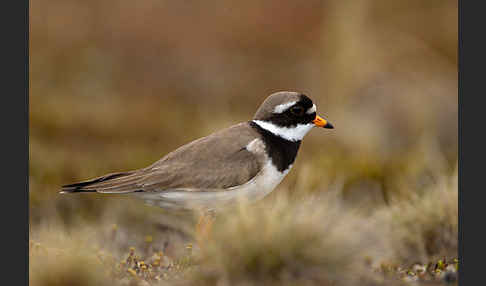 Sandregenpfeifer (Charadrius hiaticula)