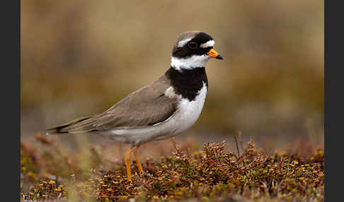 Sandregenpfeifer (Charadrius hiaticula)