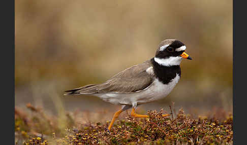 Sandregenpfeifer (Charadrius hiaticula)