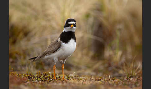 Sandregenpfeifer (Charadrius hiaticula)