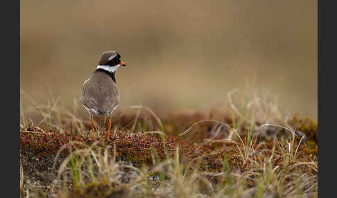 Sandregenpfeifer (Charadrius hiaticula)