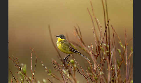 Nordische Schafstelze (Motacilla flava thunbergi)