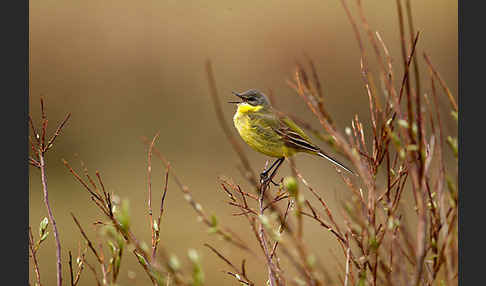 Nordische Schafstelze (Motacilla flava thunbergi)