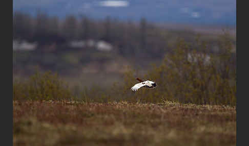 Moorschneehuhn (Lagopus lagopus)