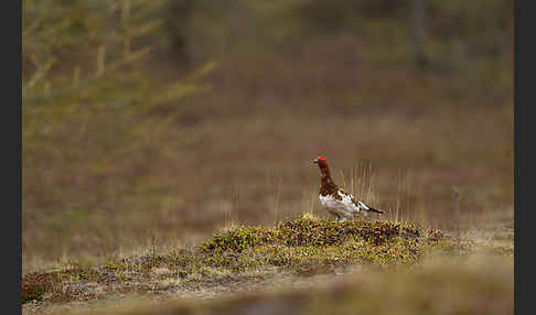 Moorschneehuhn (Lagopus lagopus)