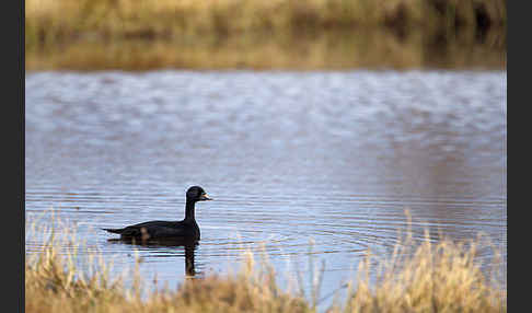 Trauerente (Melanitta nigra)