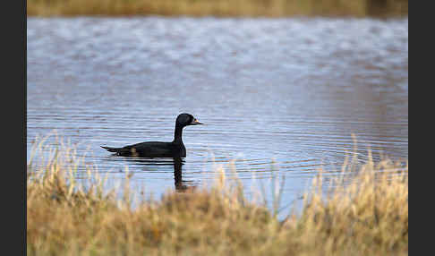 Trauerente (Melanitta nigra)