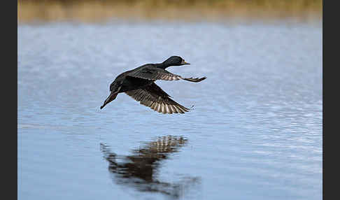 Trauerente (Melanitta nigra)