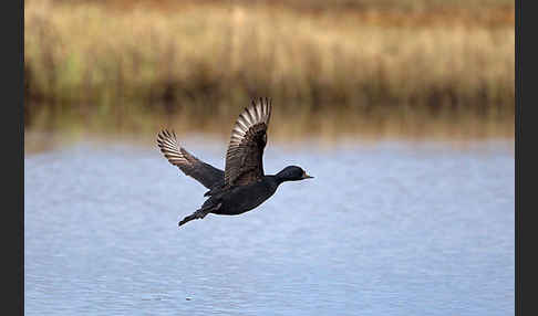 Trauerente (Melanitta nigra)