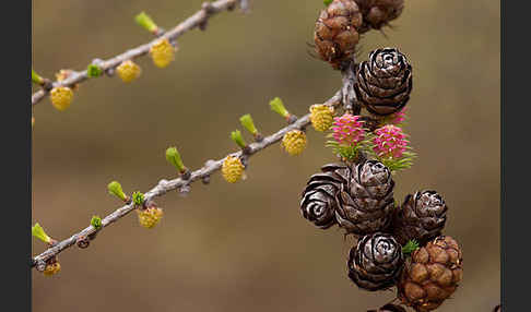 Sibirische Lärche (Larix sibirica)