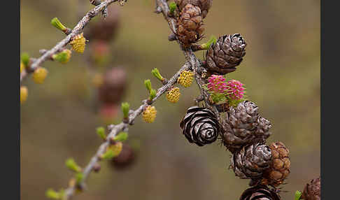 Sibirische Lärche (Larix sibirica)