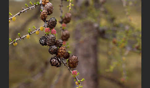 Sibirische Lärche (Larix sibirica)