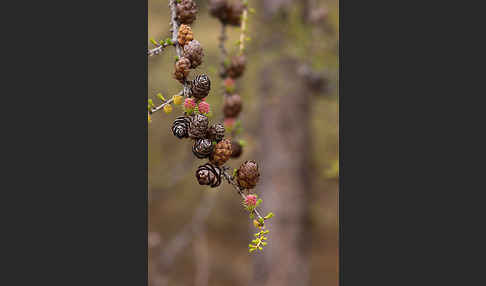 Sibirische Lärche (Larix sibirica)