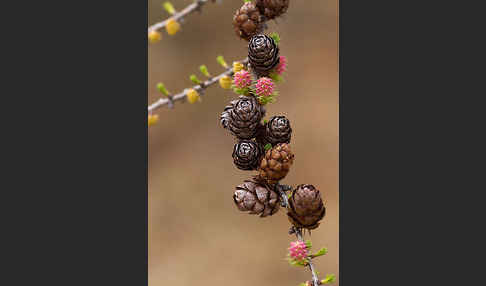 Sibirische Lärche (Larix sibirica)