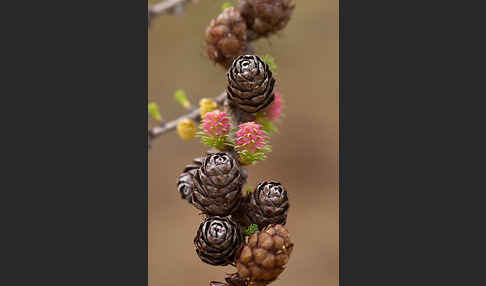 Sibirische Lärche (Larix sibirica)