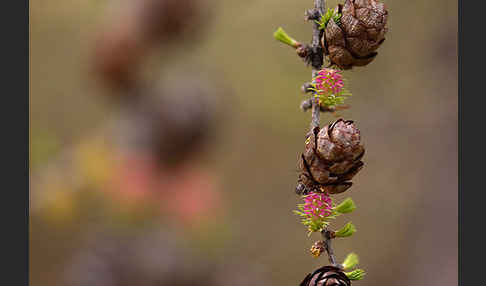 Sibirische Lärche (Larix sibirica)