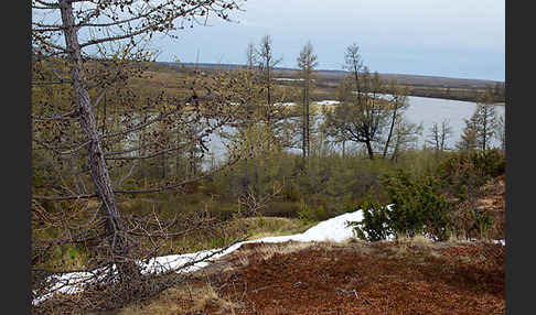 Sibirische Lärche (Larix sibirica)